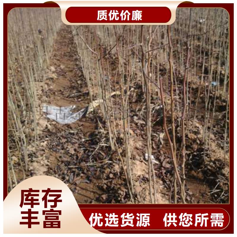 杜梨秋月梨树苗厂家供应