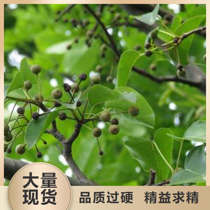 杜梨玉露香梨树苗订购