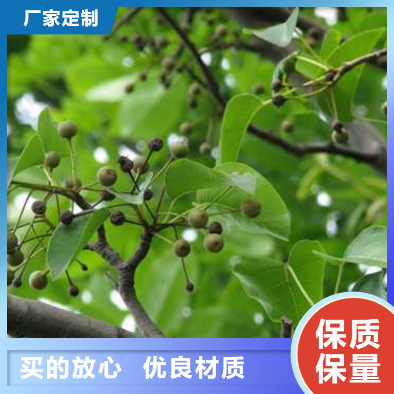 杜梨树苗病虫防治