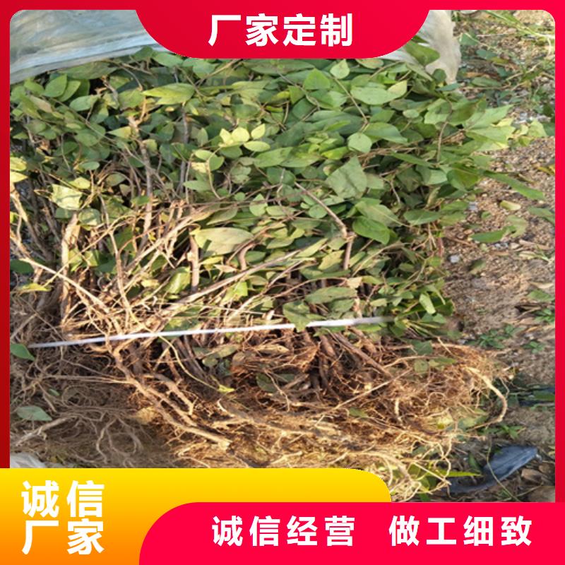 杈杷果苗经济效益