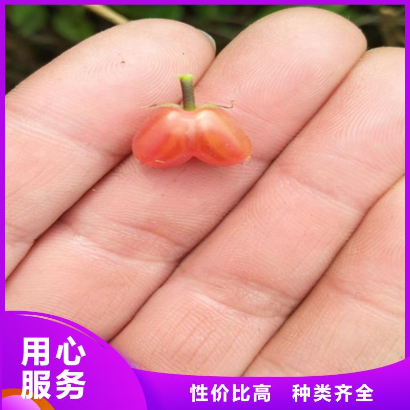 杈杷果树苗采摘园