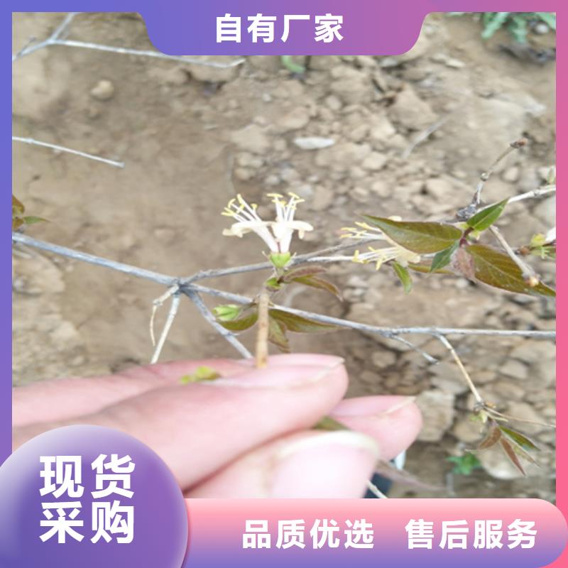 杈杷果苹果苗质量牢靠