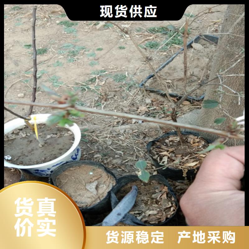 鸳鸯果苗种植管理技术