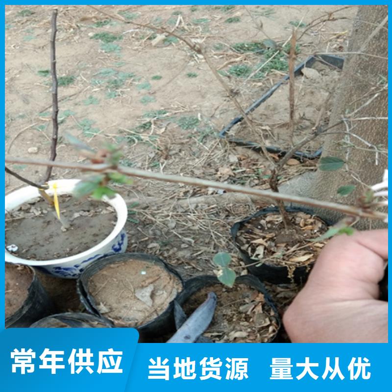 杈杷果苹果苗质量牢靠