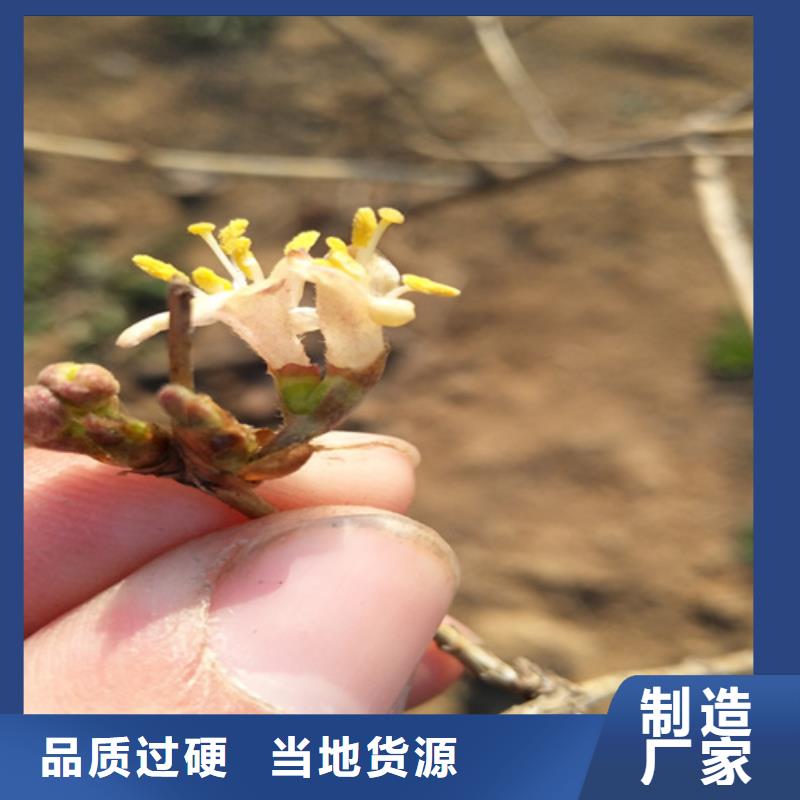 杈杷果苹果苗质量牢靠