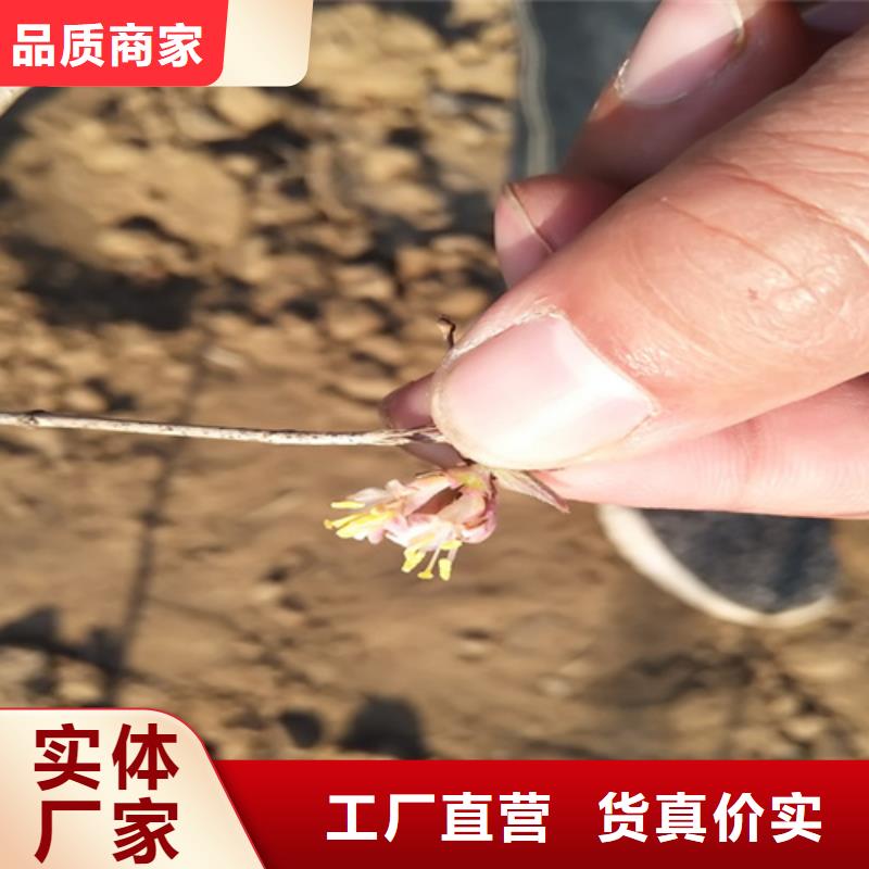 杈杷果樱桃苗来图来样定制
