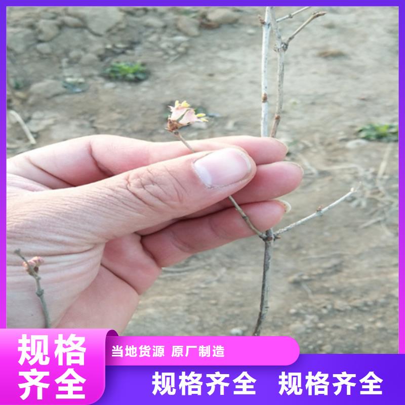 杈杷果苗经济效益