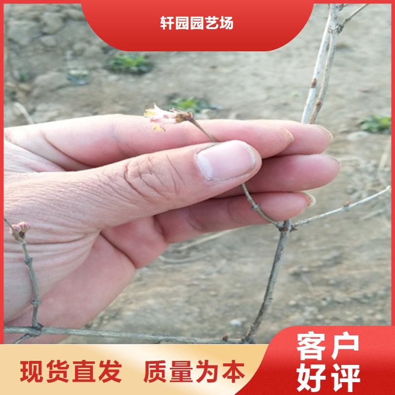 健身果苗怎么卖