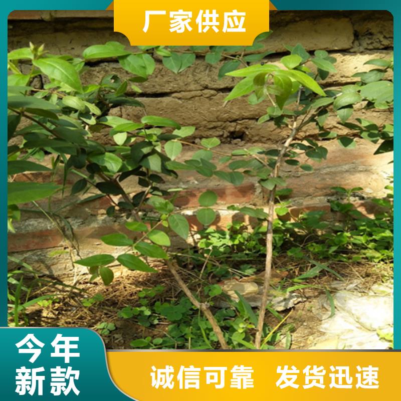 杈杷果苗基地直销