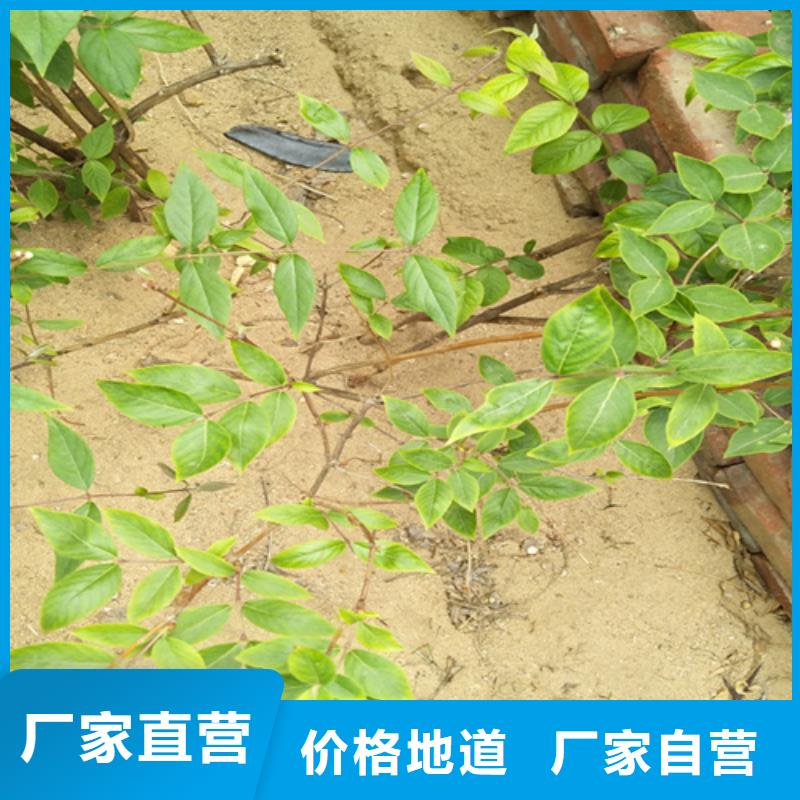 杈杷果批发