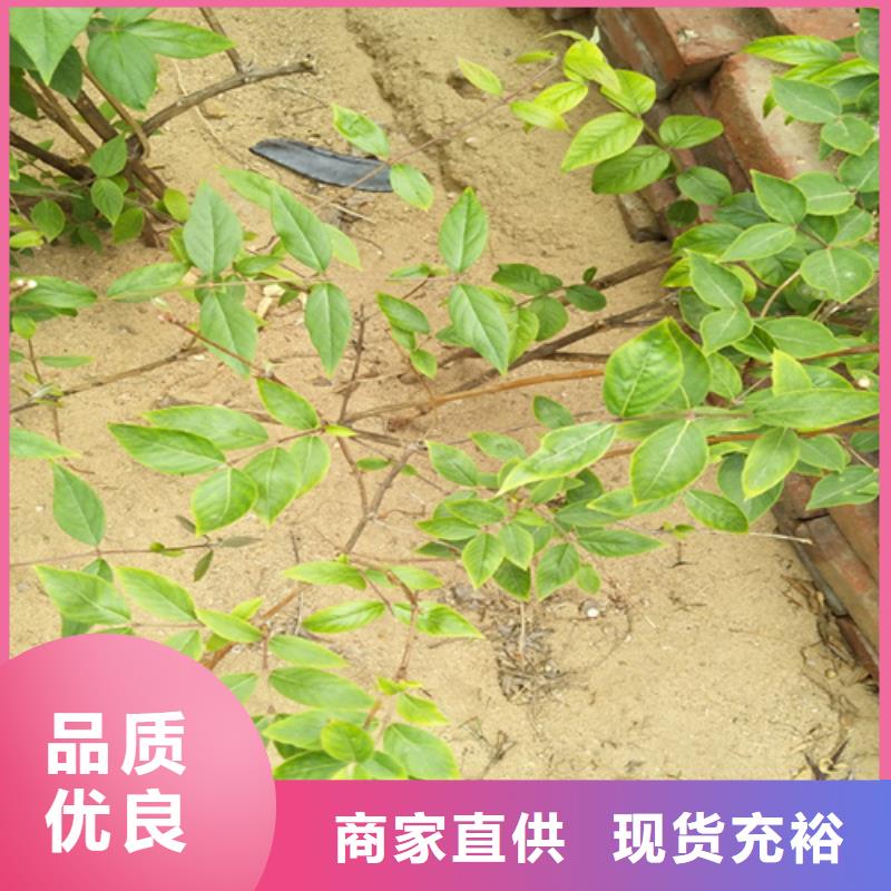 鸳鸯果苗批发