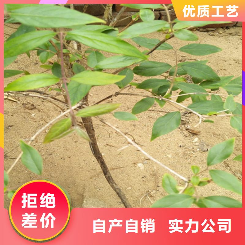 杈杷果,草莓苗海量库存
