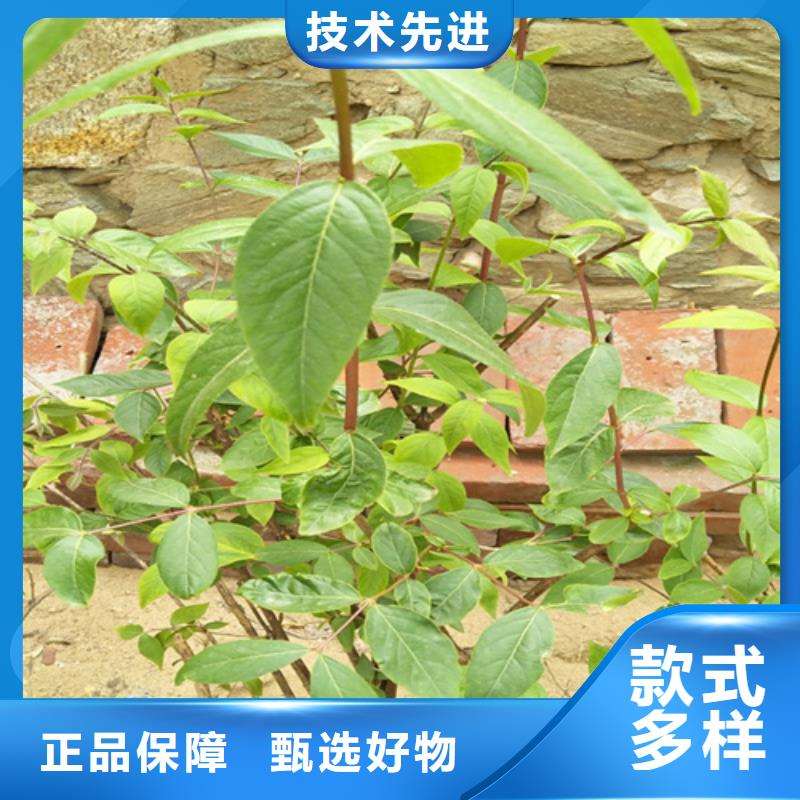 杈杷果苗基地直销