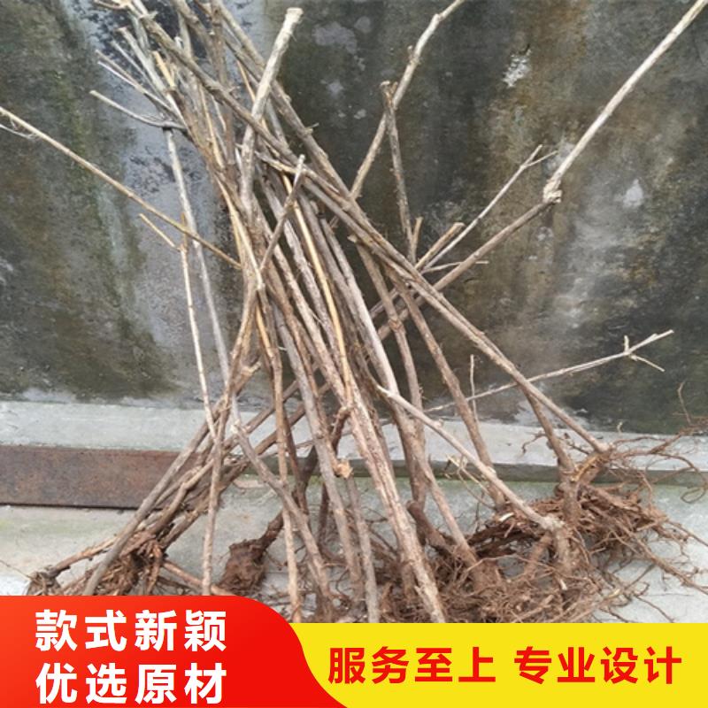 杈杷果树苗量多优惠
