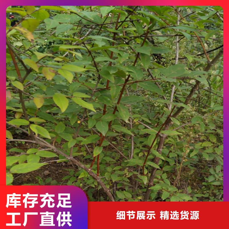 杈杷果樱桃苗品质优良