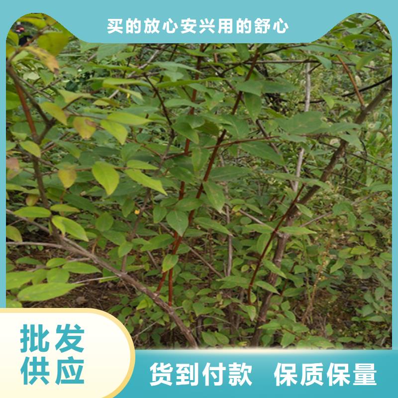 杈杷果樱桃苗一手价格