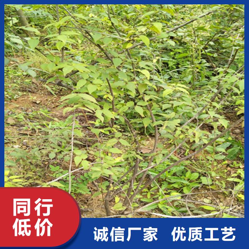鸳鸯果苗种植管理技术