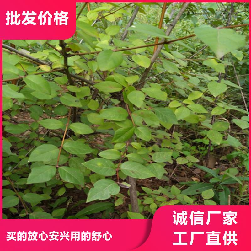 杈杷果批发