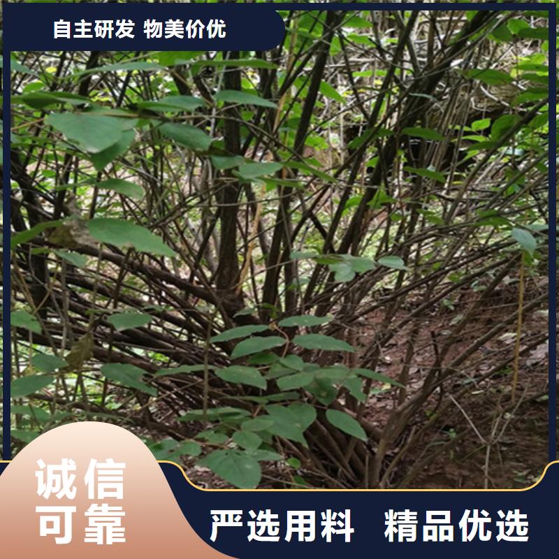 杈杷果质优价廉