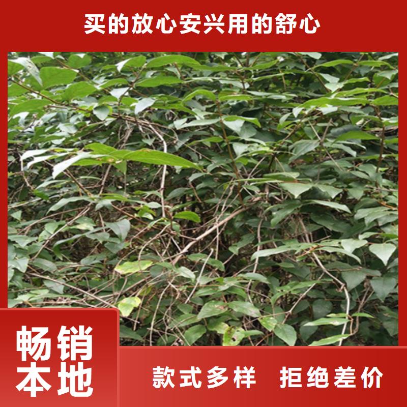 杈杷果批发