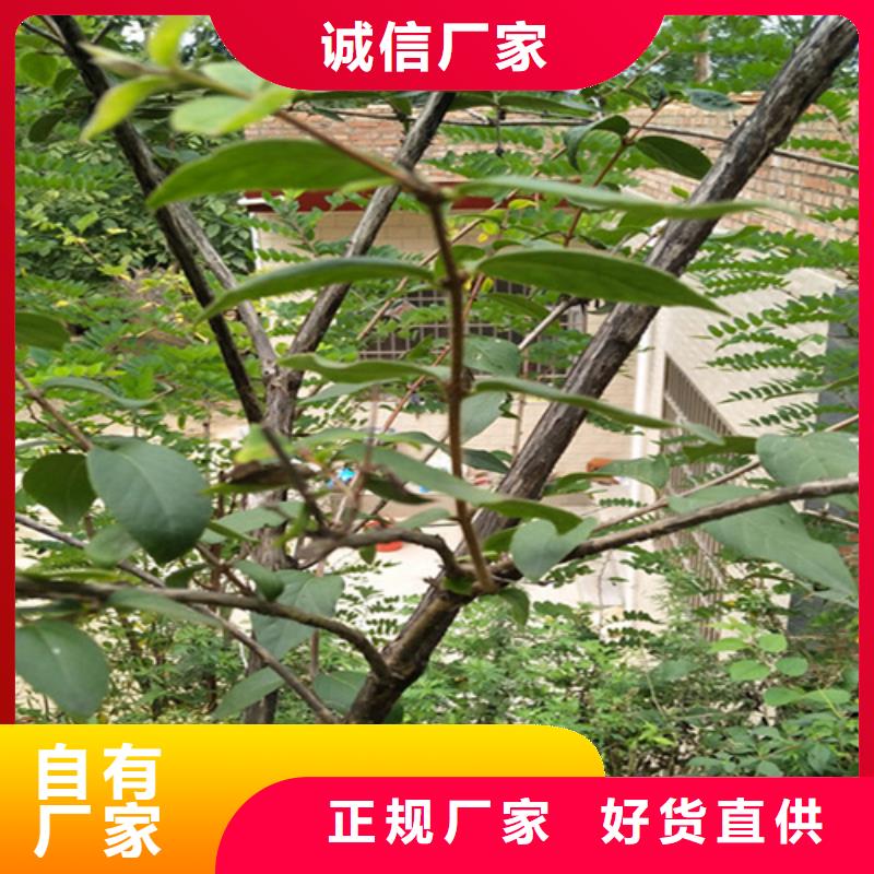 健身果苗多少钱一棵