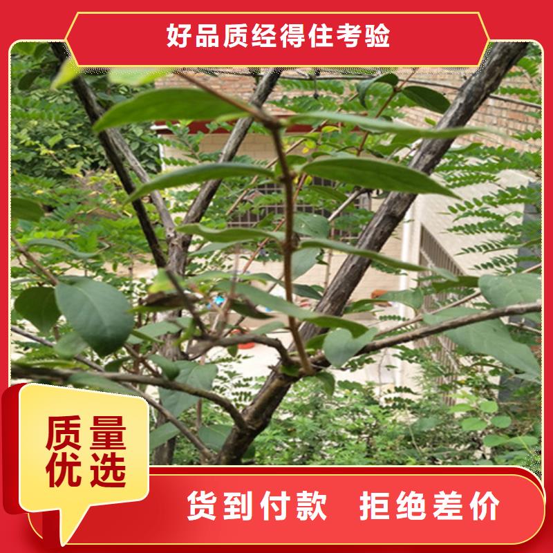 相思果苗量多优惠
