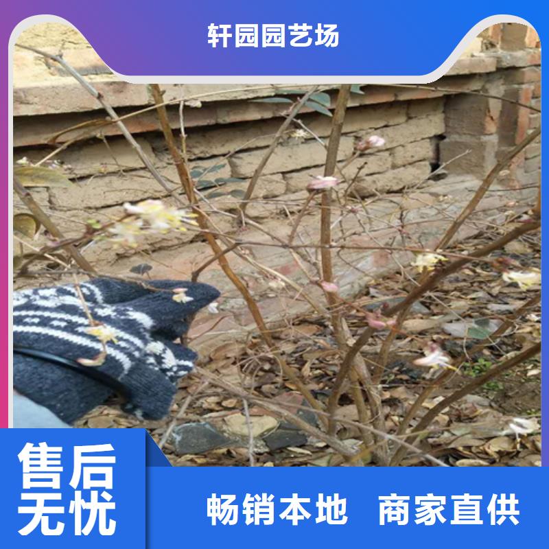 杈杷果批发