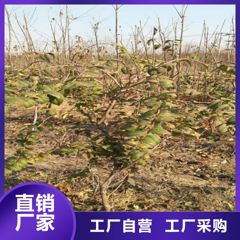 杈杷果质优价廉