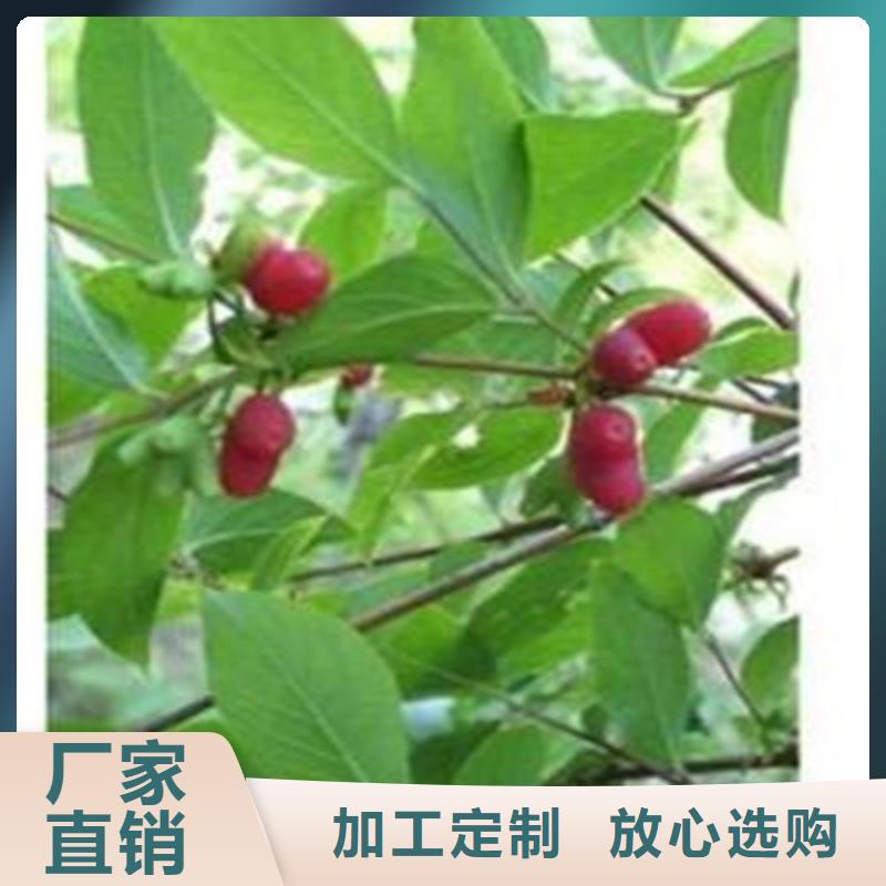 杈杷果苹果苗质量牢靠