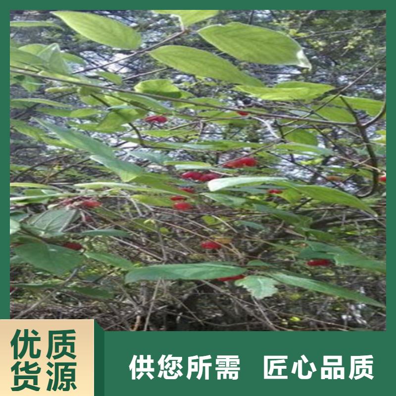 杈杷果樱桃苗来图来样定制