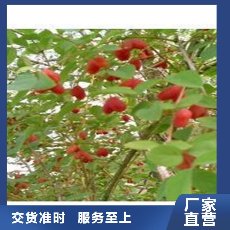 鸳鸯果苗批发