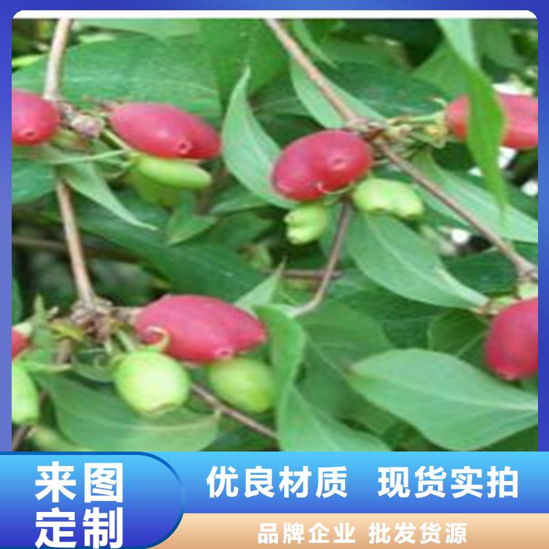 杈杷果樱桃苗精品选购