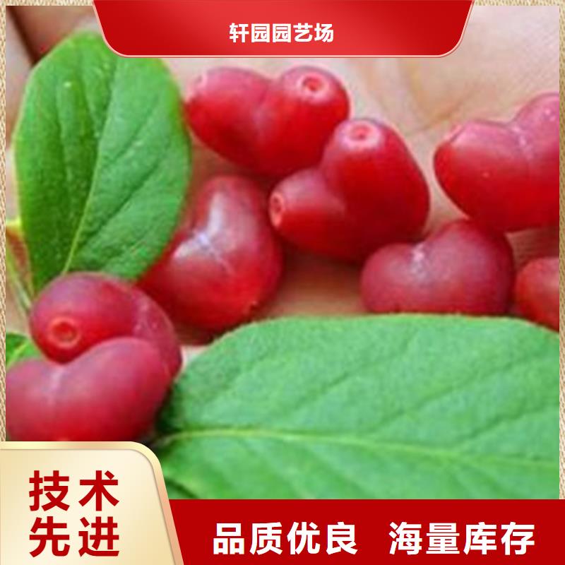 杈杷果樱桃苗品质优良