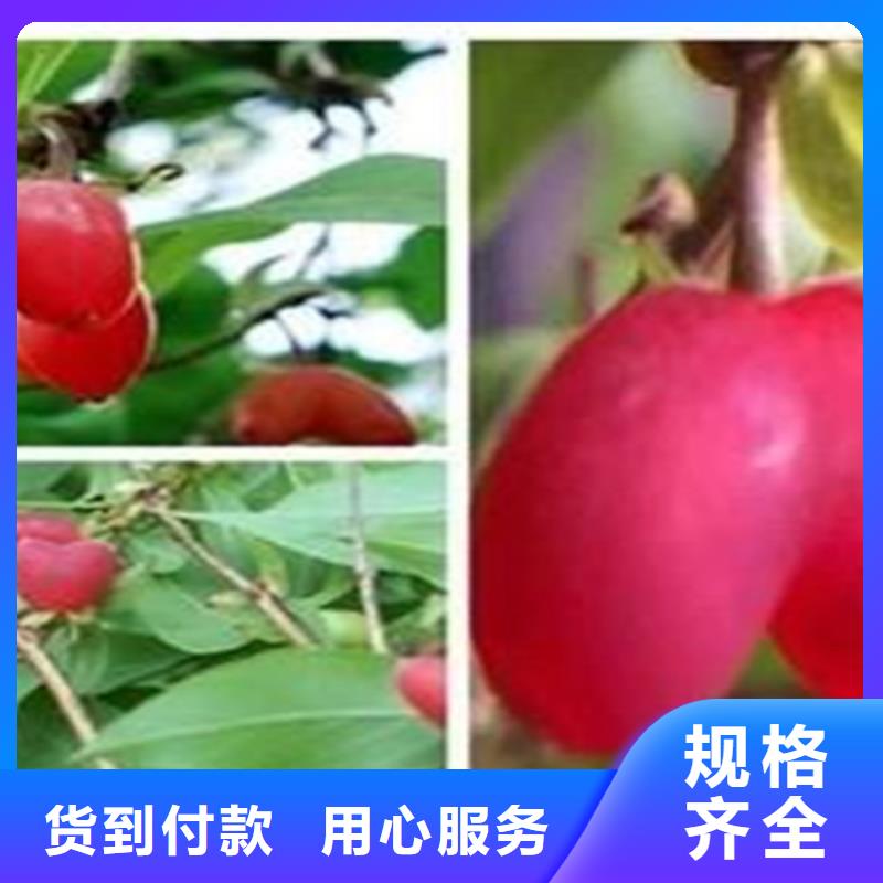 鸳鸯果苗批发零售