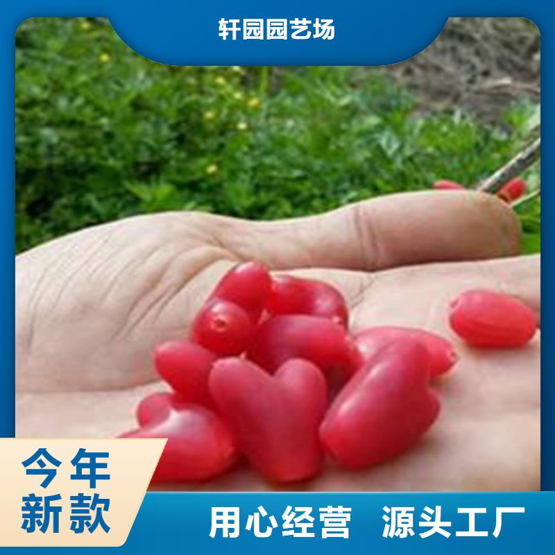 鸳鸯果苗批发零售