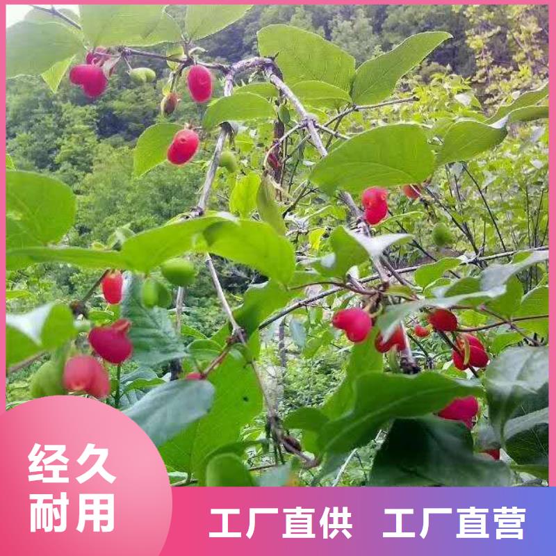 健身果苗价格
