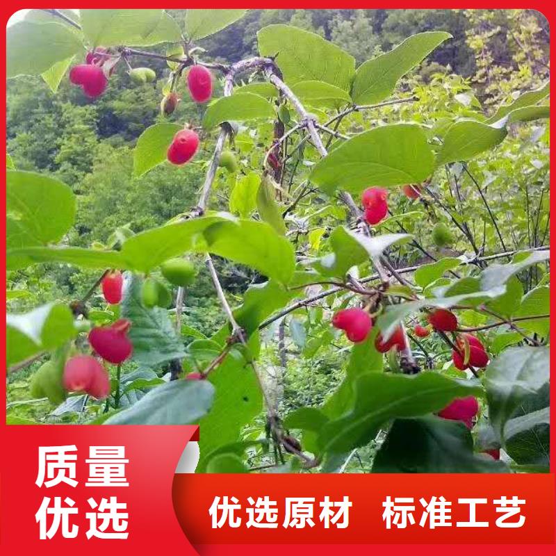 杈杷果樱桃苗精品选购