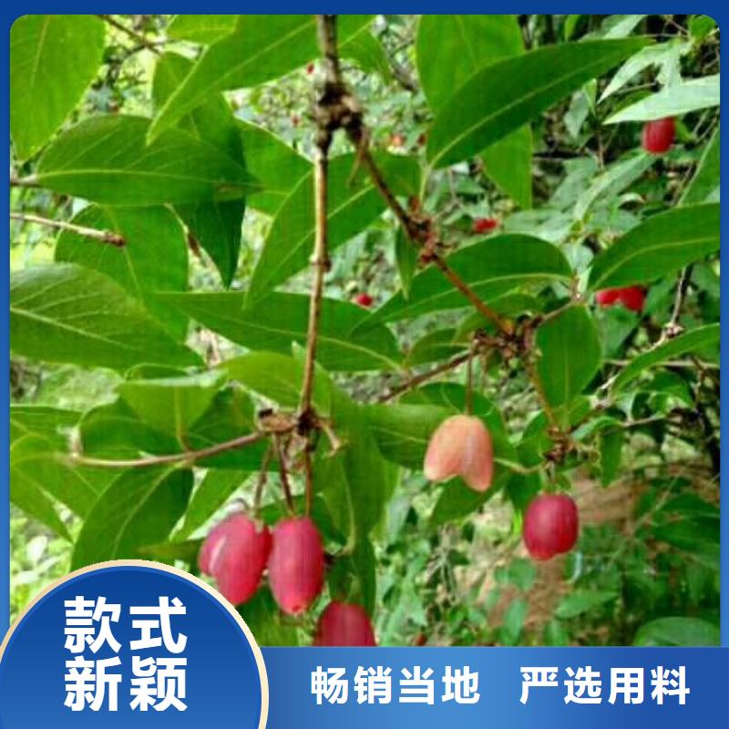 杈杷果樱桃苗现货批发