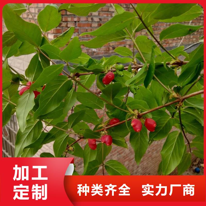 杈杷果苹果苗质量牢靠