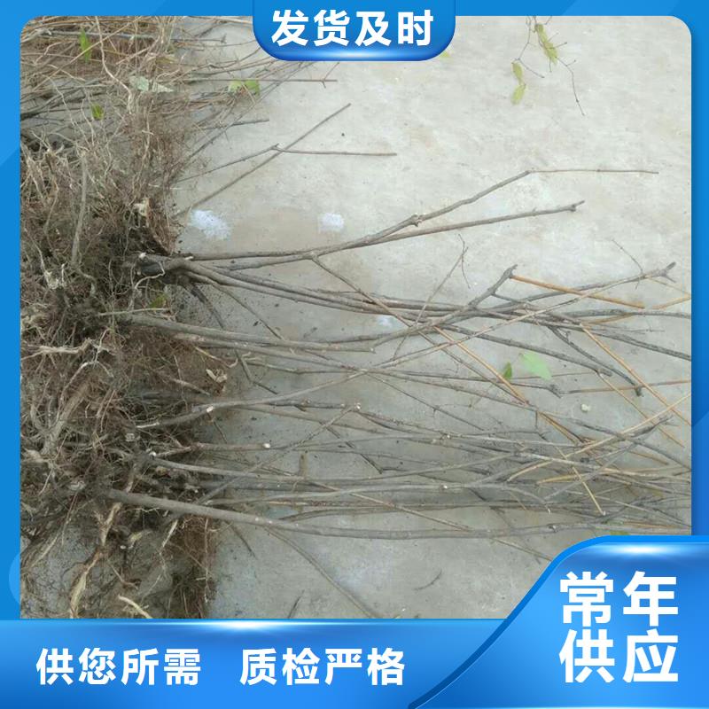 杈杷果免费咨询