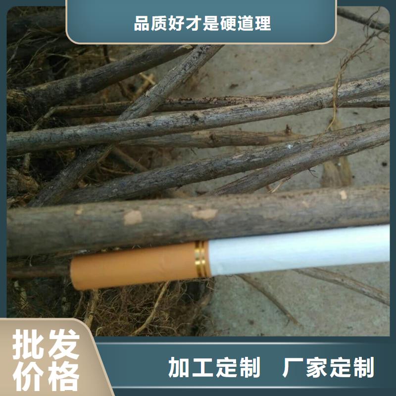 杈杷果_苹果苗详细参数