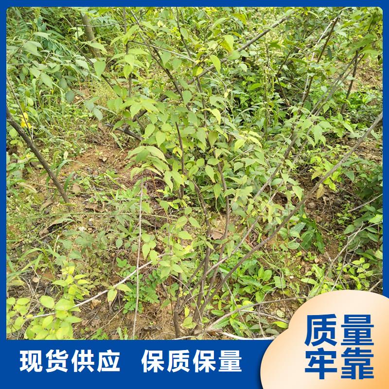 杈杷果樱桃苗现货批发