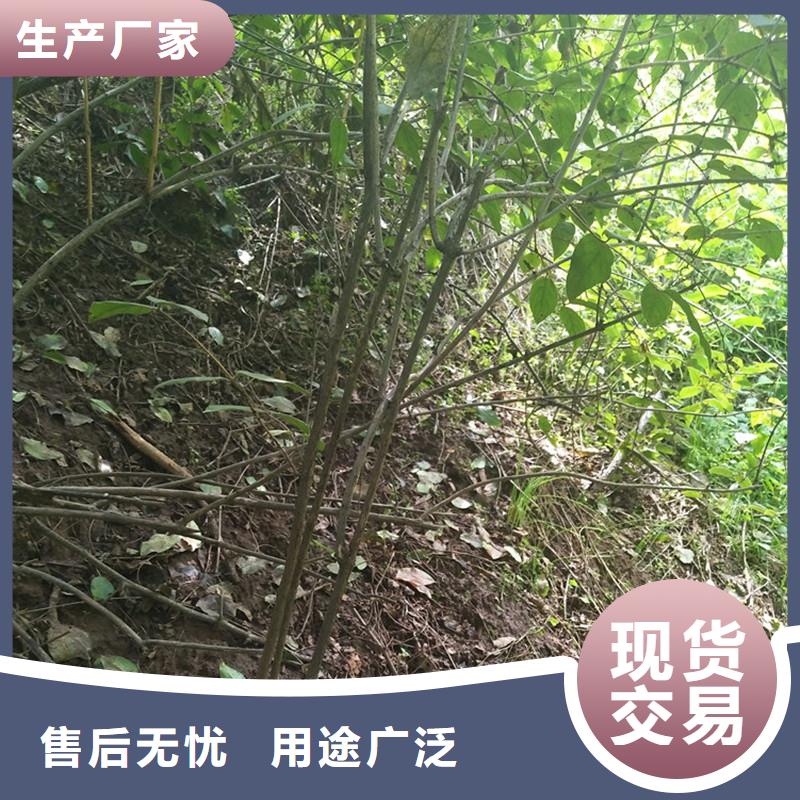 杈杷果质优价廉