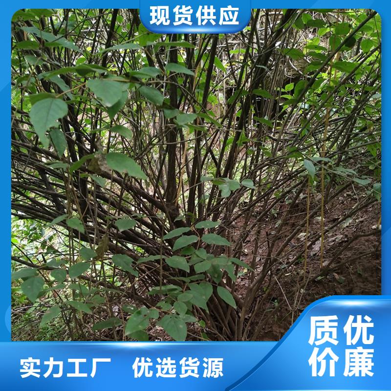 健身果苗量多优惠