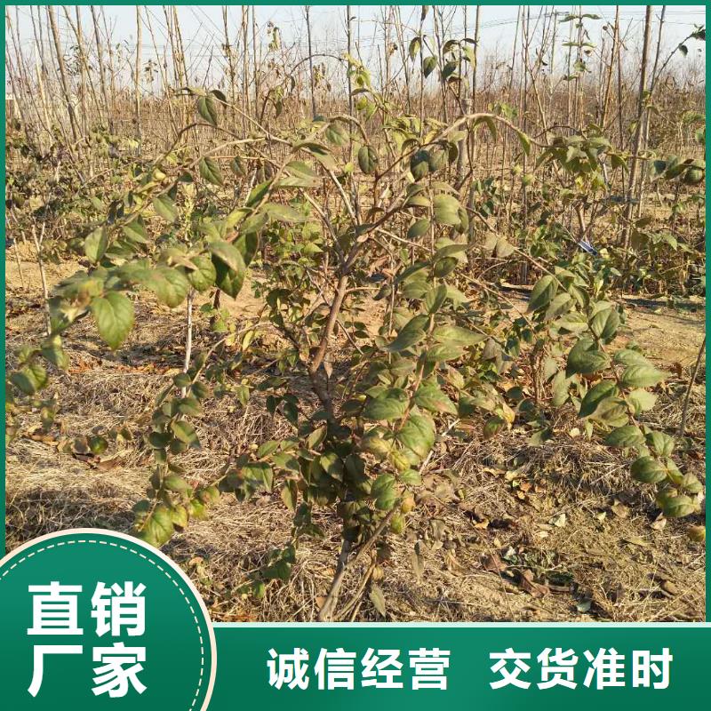 杈杷果樱桃苗现货批发