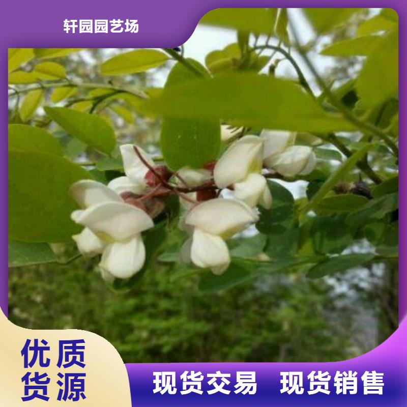 相思果苗量多优惠