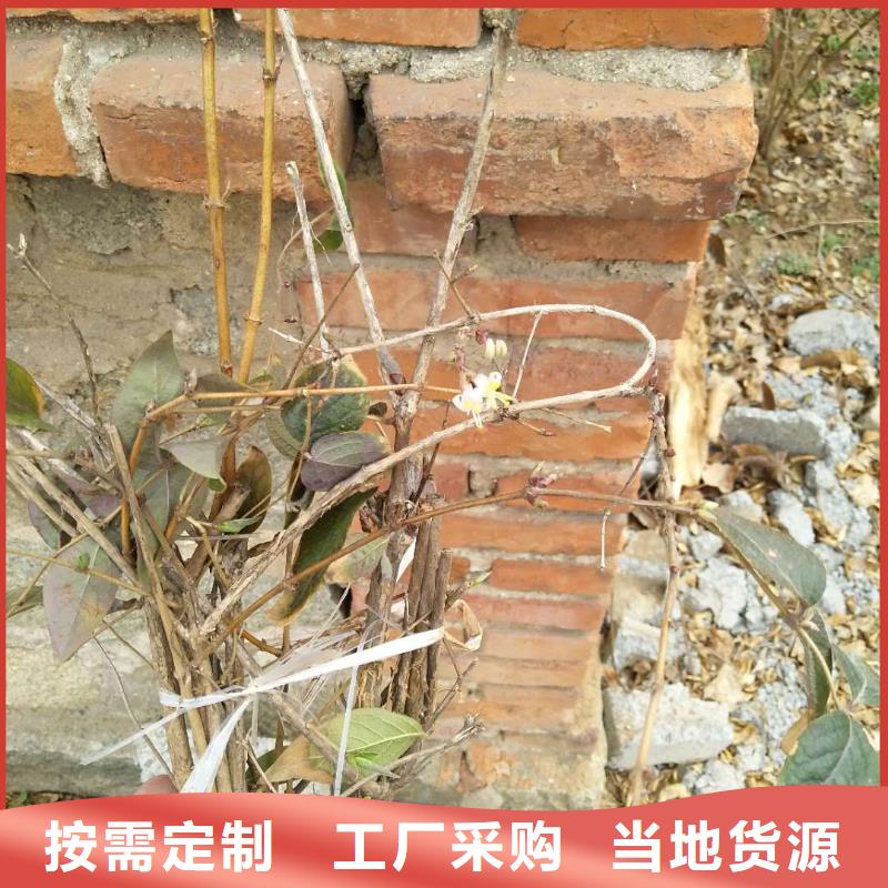 杈杷果樱桃苗来图来样定制
