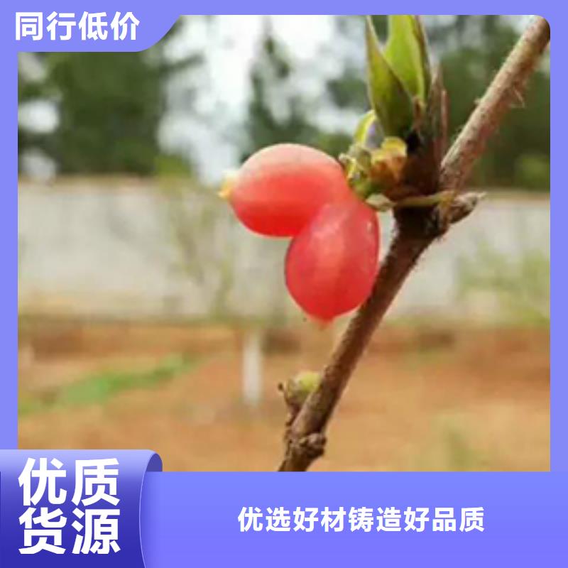 杈杷果批发