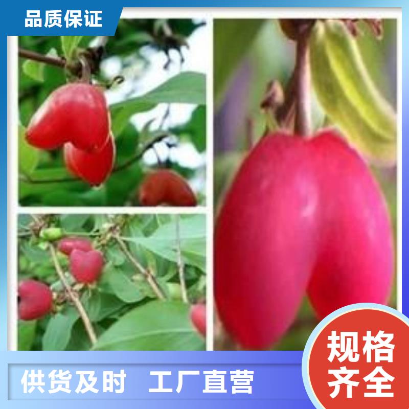 杈杷果批发