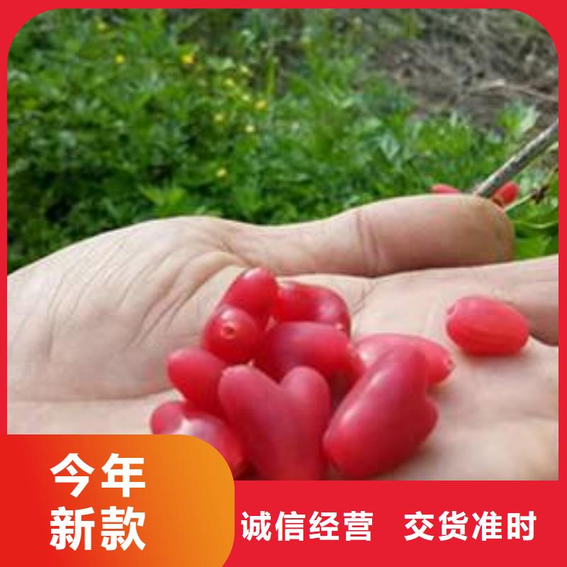 杈杷果樱桃苗精品选购